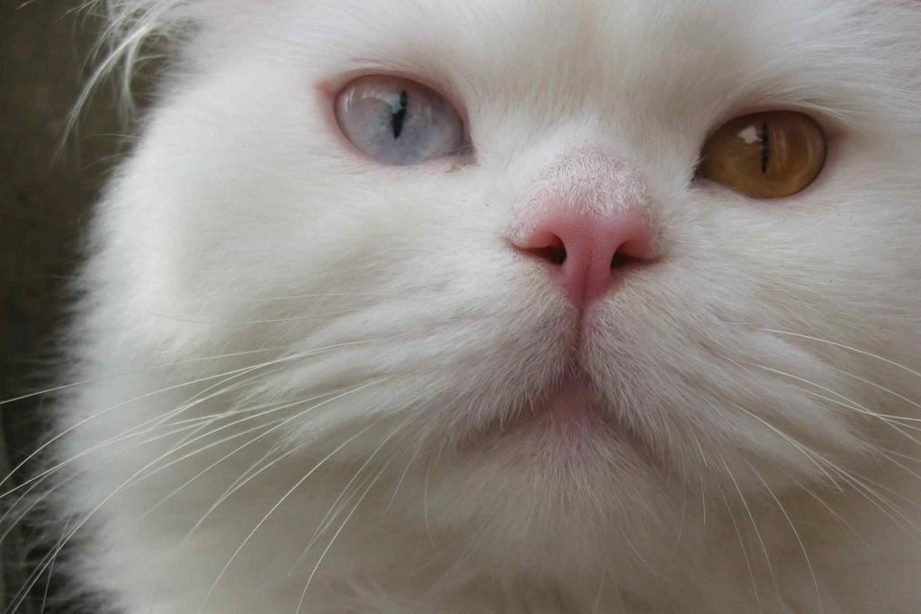 This may be the prettiest cat in the world