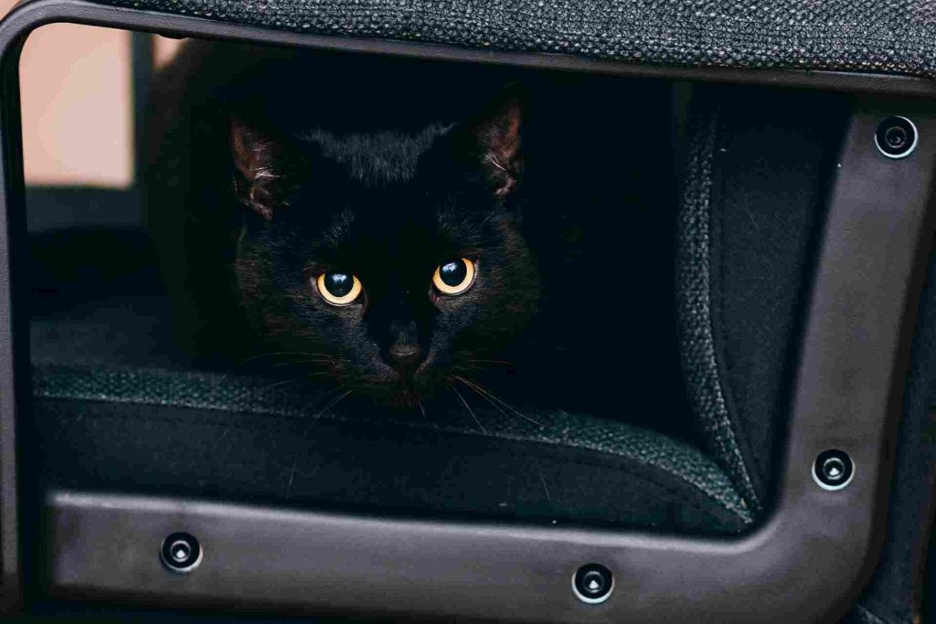 Kitty who steals his neighbors’