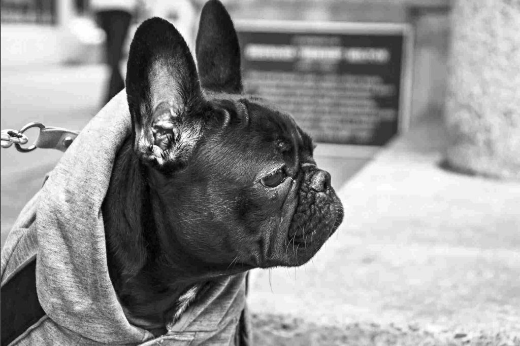 Hero dog saves life of freezing owner