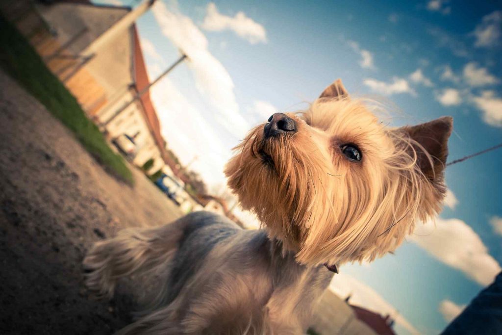 Lulu, a therapy dog, comforts grieving families