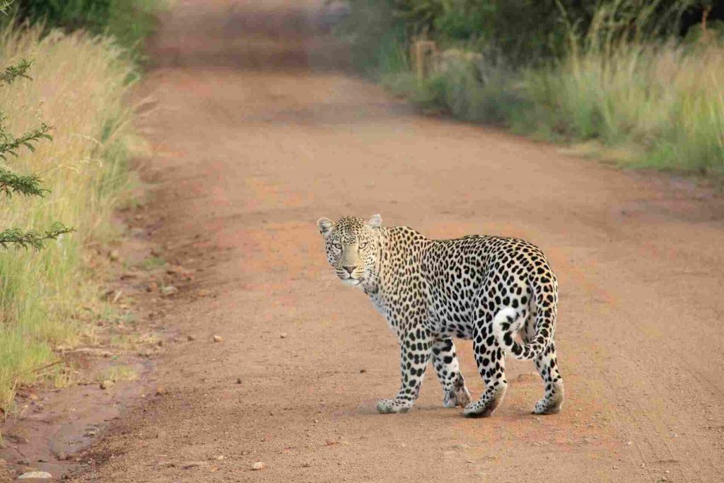 Do exotic big cats make good pets
