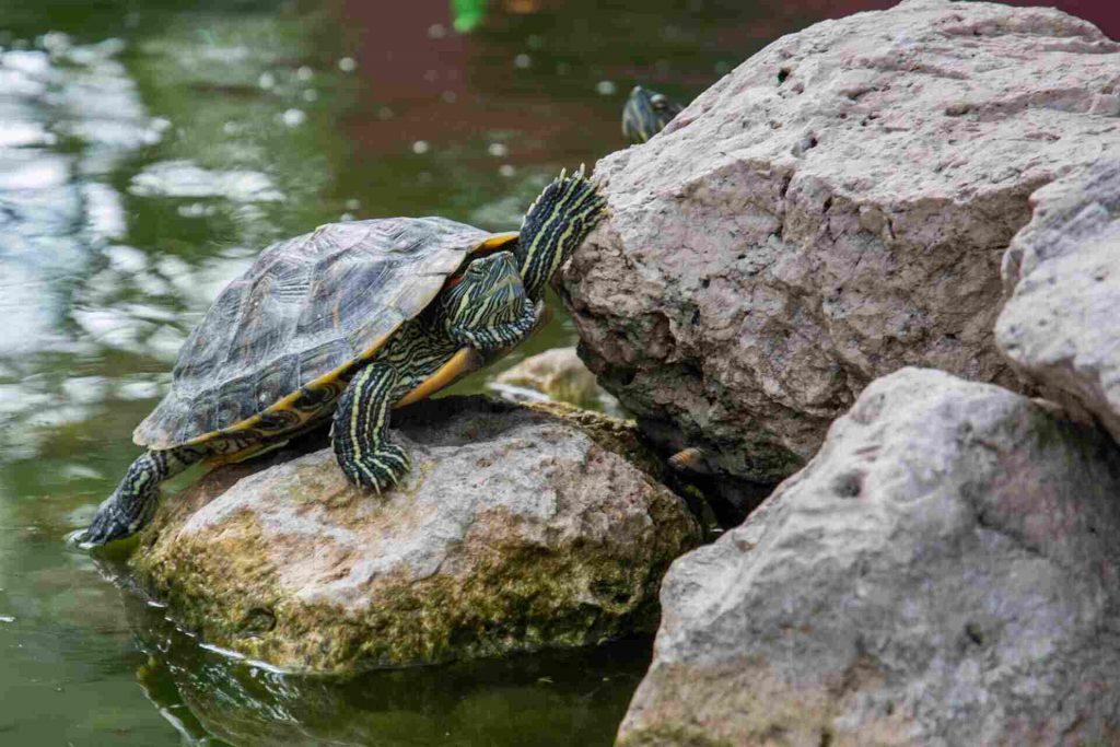 Exotic animal care – tourtois needs