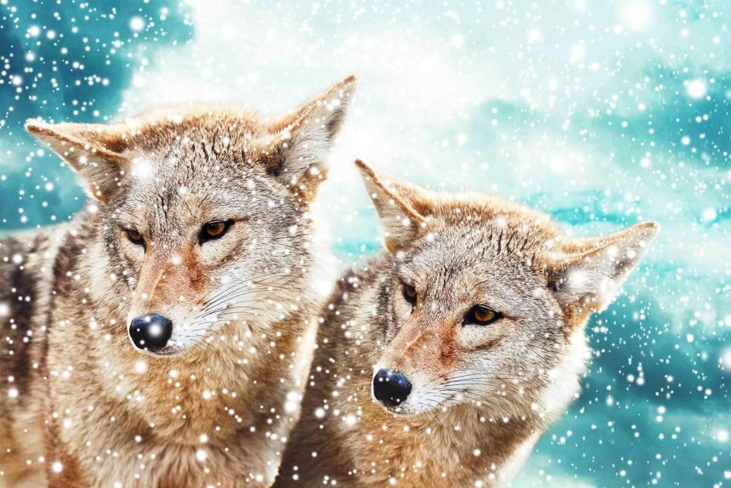 15 exotic animals you can legally own