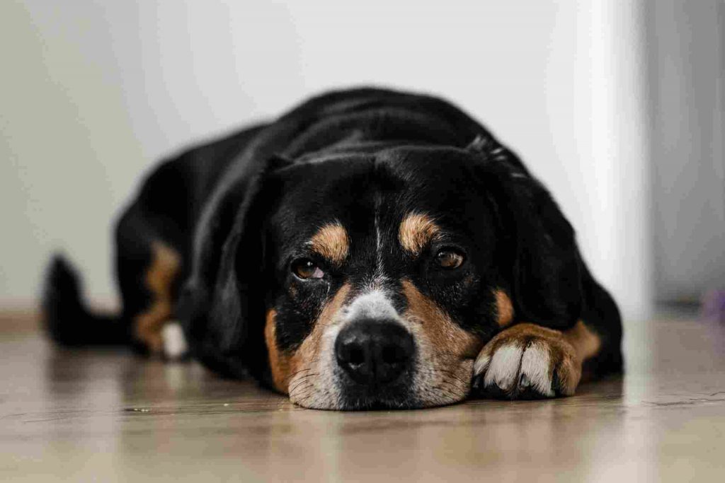 Pilot diverts airplane to save dog