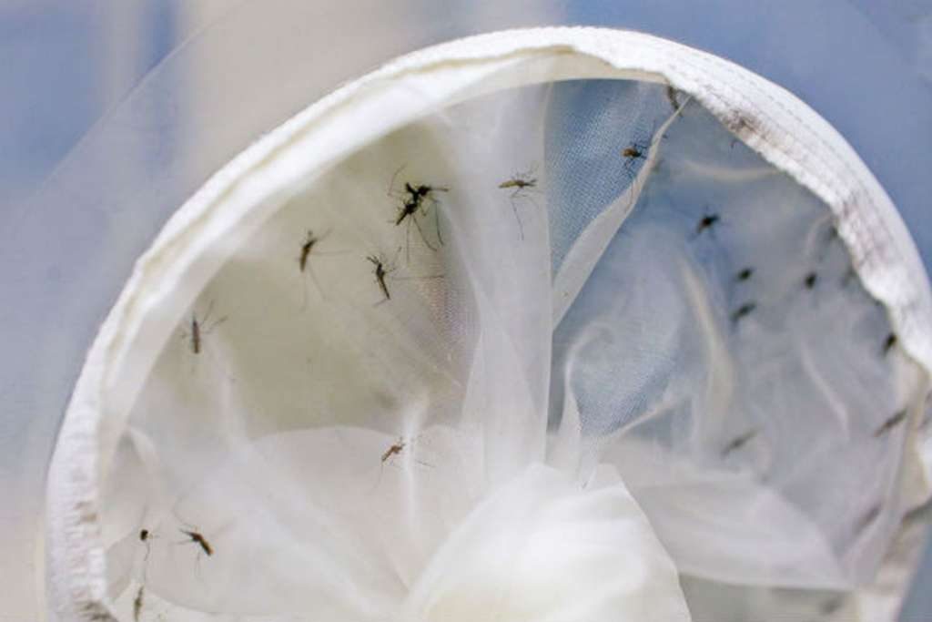 Distrito Federal tem sete mortes por dengue neste ano