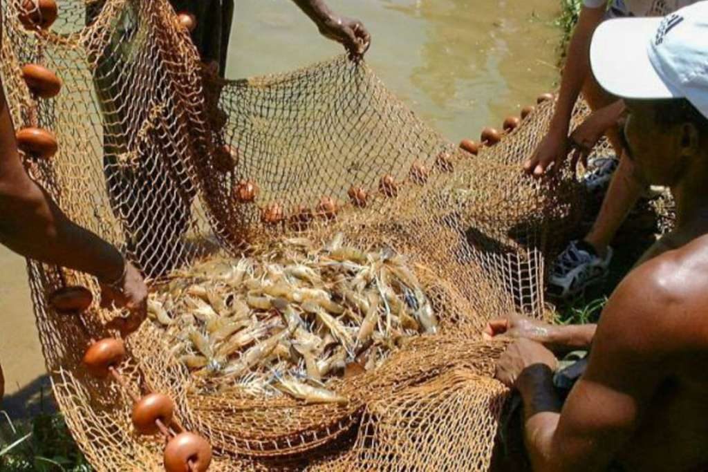 Pesquisa indica peixes que podem ser consumidos por brasileiros
