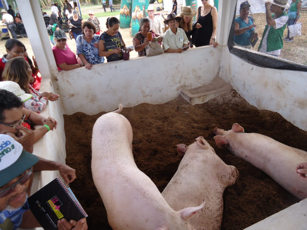 Tecnologia apresentada pela Emater-DF melhora manejo de dejetos suínos e reduz consumo de água