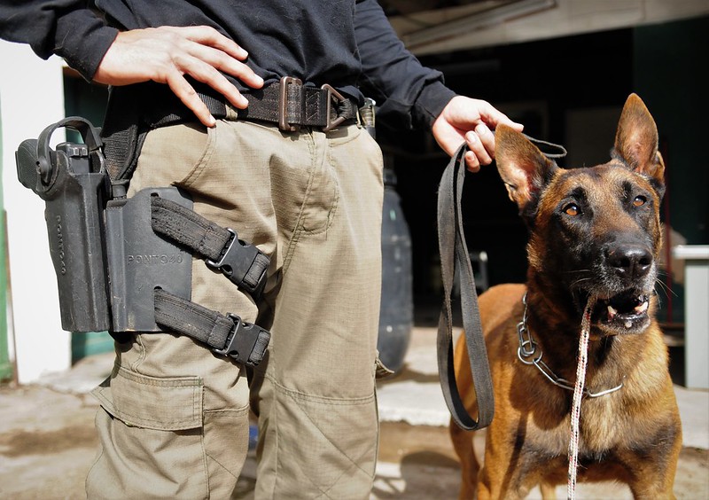 Cães são importantes parceiros no trabalho da Polícia Civil do DF