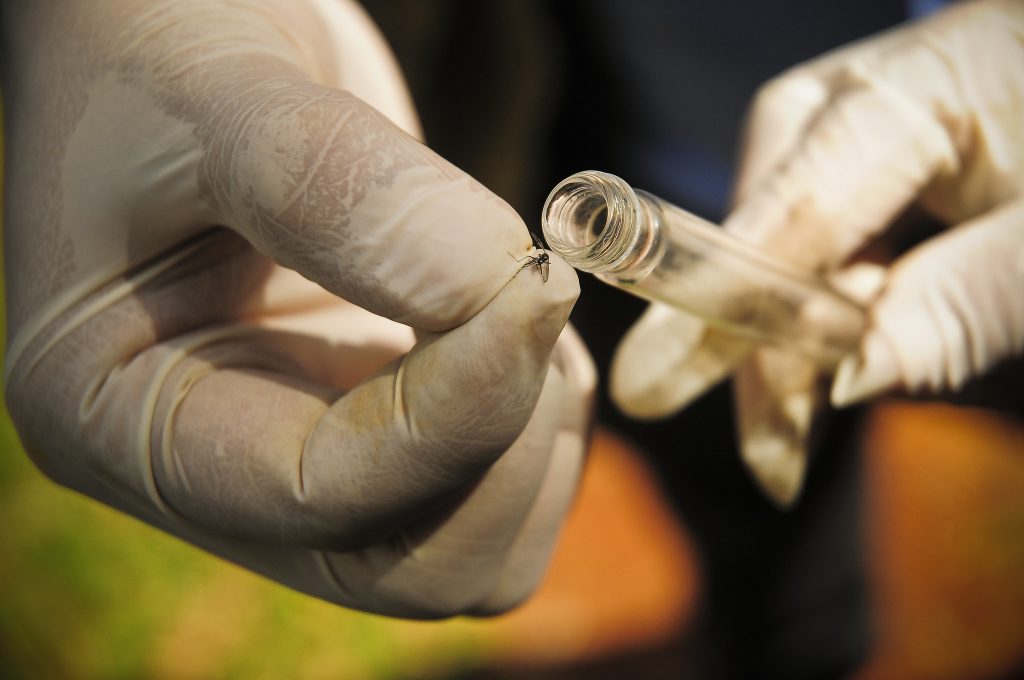 Secretaria de Educação do DF faz nesta quarta-feira o Dia D de Combate à Dengue
