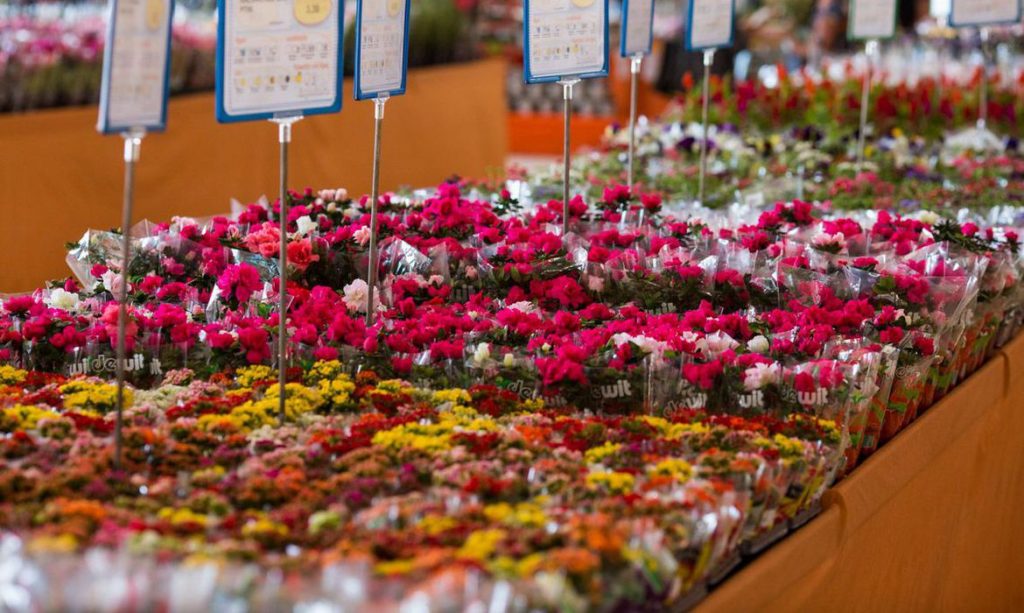 Floristas esperam compensar perdas com vendas no Dia das Mães