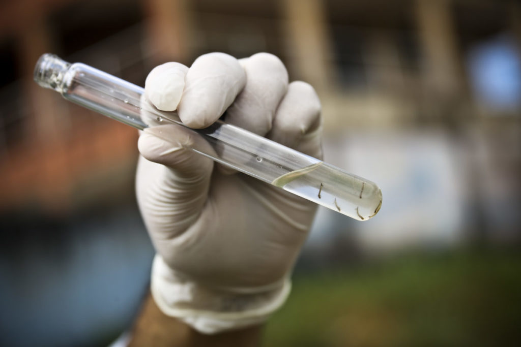 Casos de dengue continuam em queda no Distrito Federal
