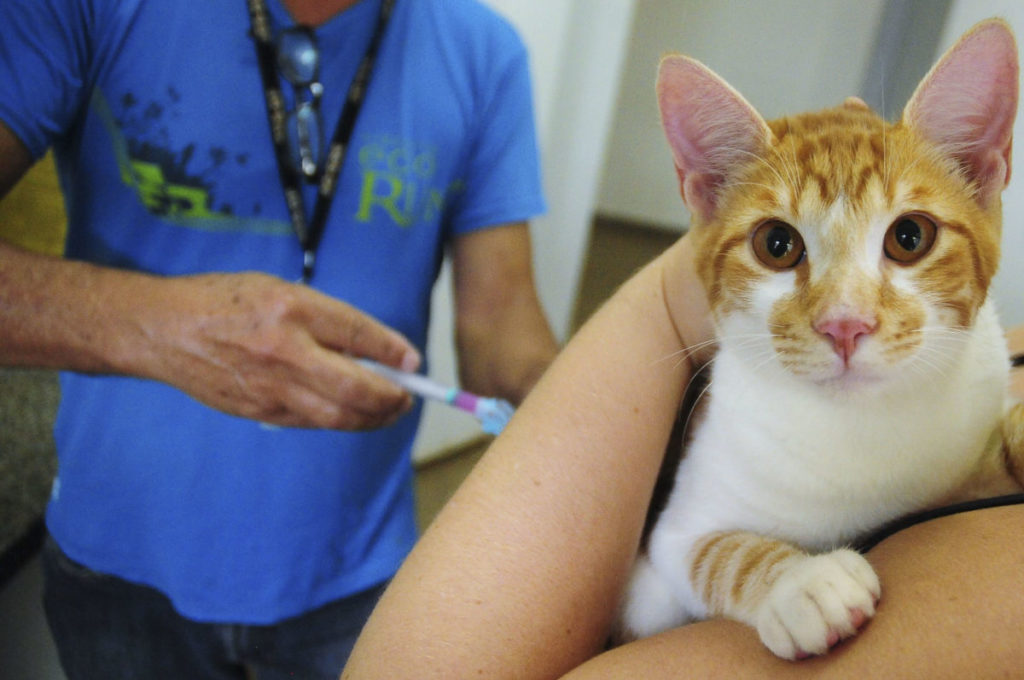 Zoonoses vacinou mais de 180 mil cães e gatos em 20 meses