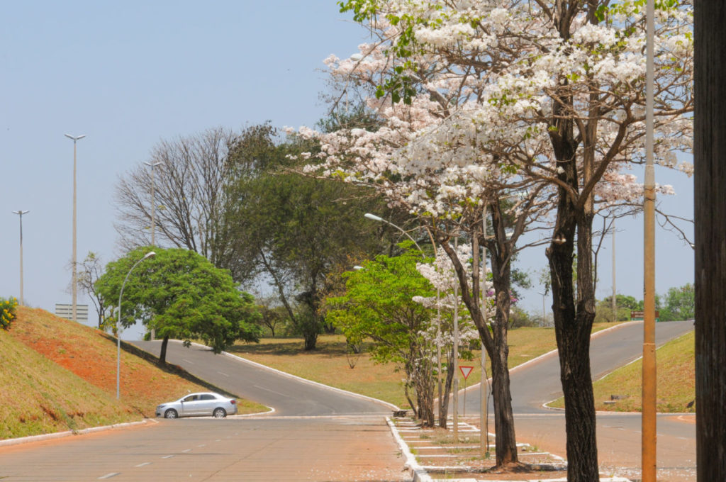 Florada de ipês-brancos encanta moradores do Distrito Federal