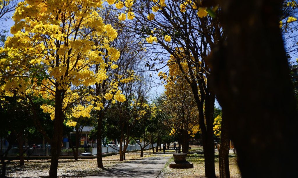 Primavera | Estação das flores começa nesta terça-feira