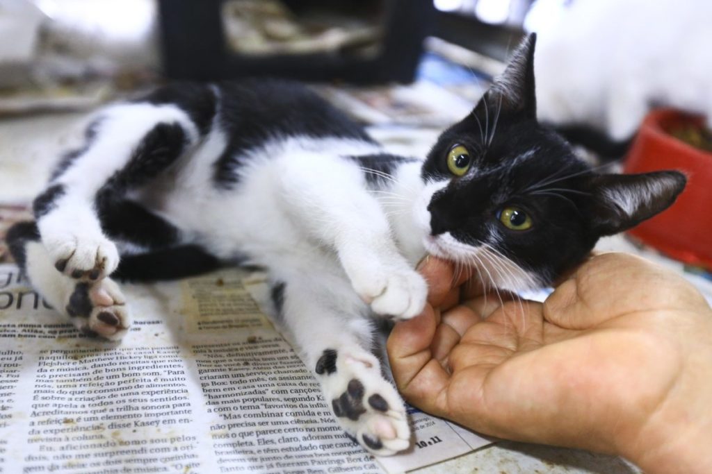 Cães e gatos prontos para a adoção