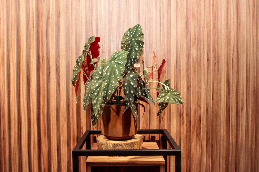 Saia do óbvio: plantas diferentonas trazem alegria e criatividade
