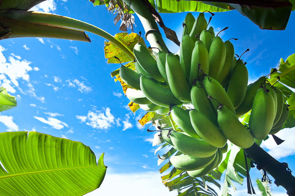 Produção de banana em Goiás posiciona o Estado entre os 10 maiores produtores do País