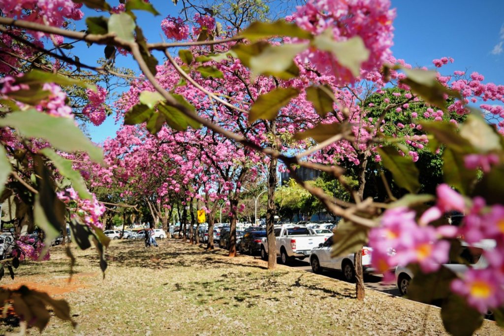 Calendário de flores e cores é cultivado no Distrito Federal