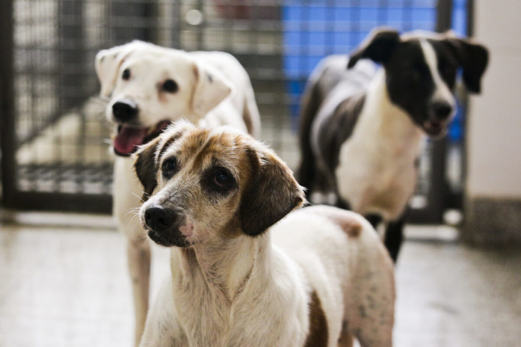 DF ganha mais três clínicas para castração de cães e gatos