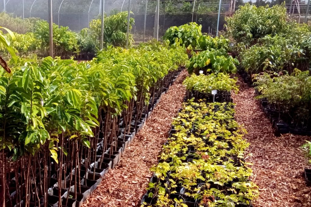 Novacap coloca muda de flores e arbustos excedentes à venda para a população do DF