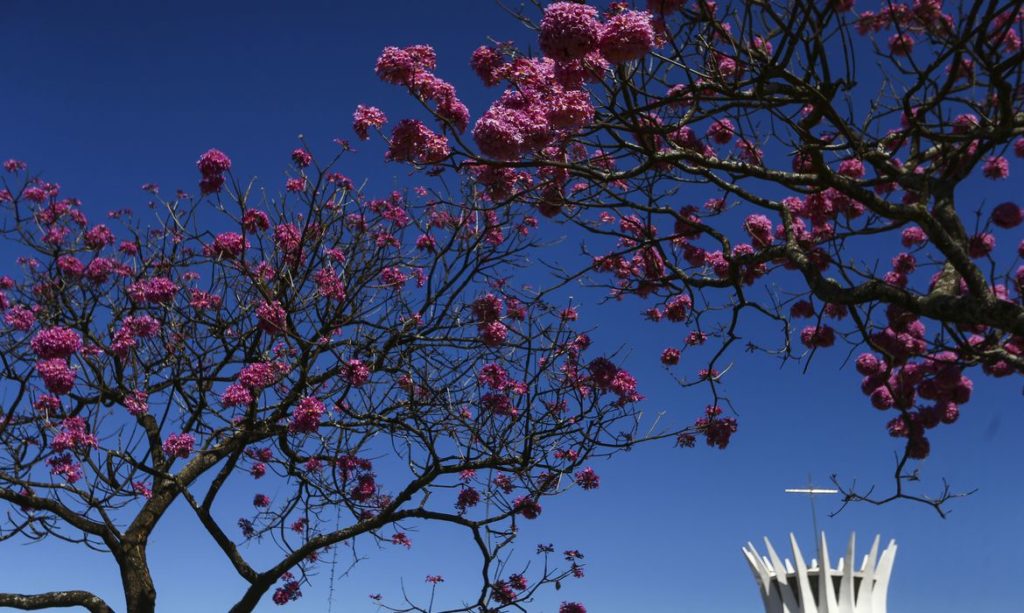Aplicativo gratuito cria rota dos ipês em Brasília
