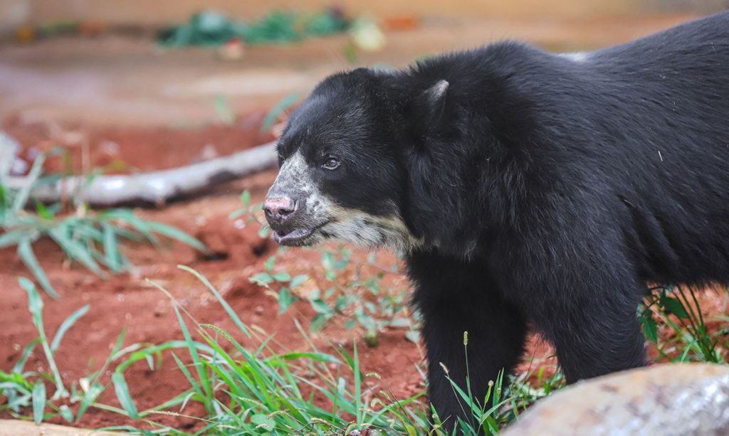 Urso de espécie rara e ameaçada é recebido pelo Zoológico de Brasília