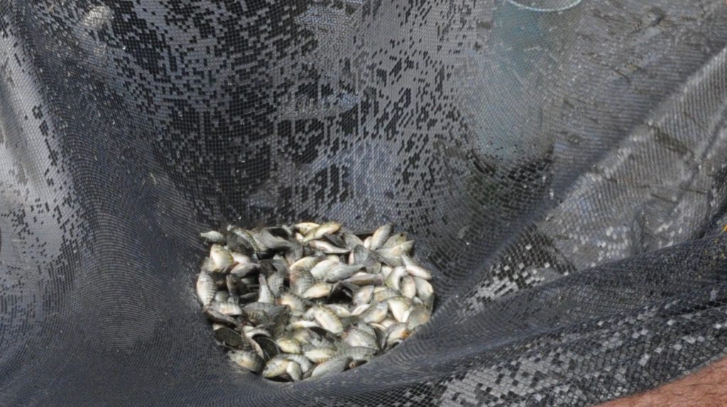 Produção de pescado bate recordes no Distrito Federal