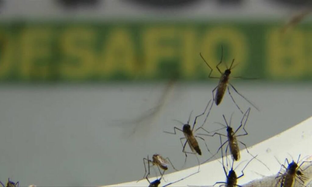 Ministério da Saúde lança campanha após aumento da dengue, Zika e chikungunya