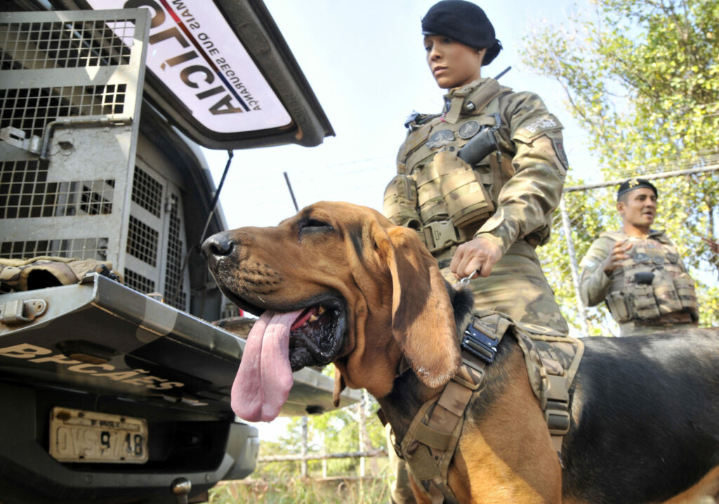 Cães policiais do DF fazem rastreamento de desaparecidos e fugitivos