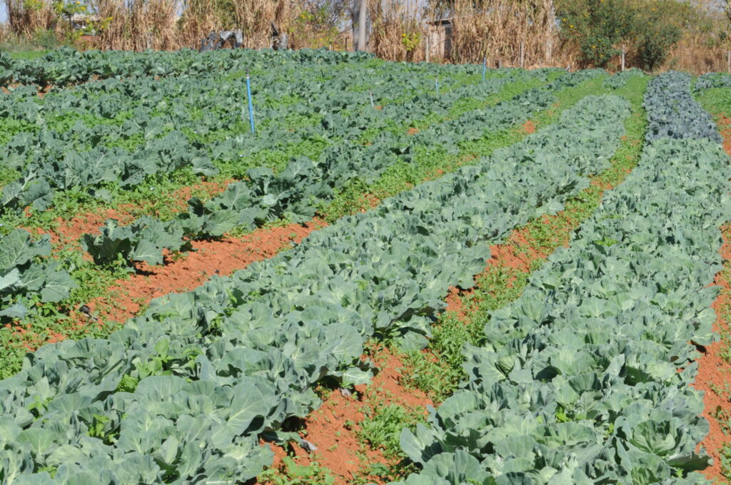 Ibaneis destina R$ 23 milhões para comprar alimentos da agricultura familiar