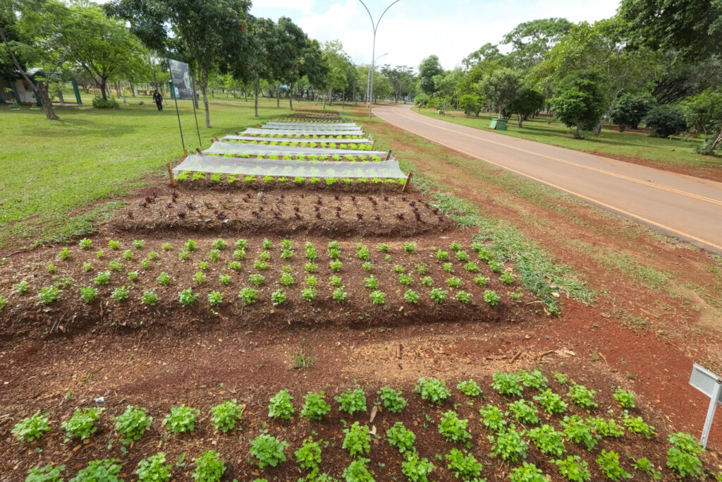 Parque da Cidade ganha segunda horta comunitária