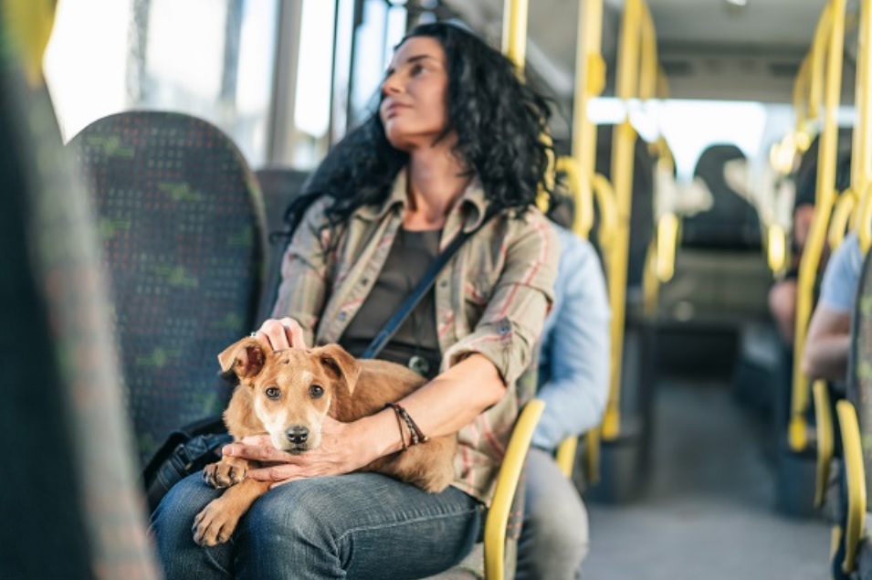 Pets com coleira e guia agora podem ser levados em ônibus e metrô no Distrito Federal