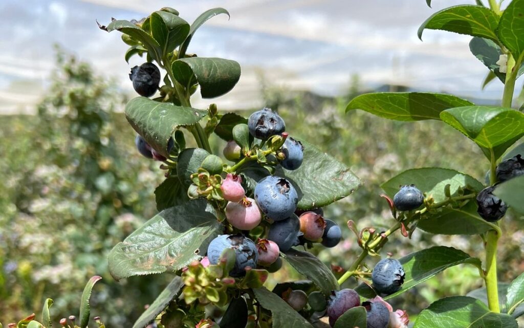 Expansão e ajuda aos pequenos produtores rurais marcam primeiro ano do Banco Agro