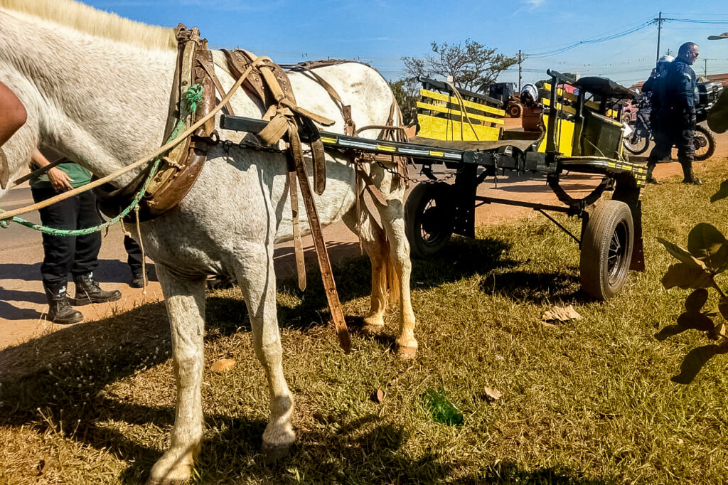 GDF intensifica ações para inserção dos carroceiros no mercado