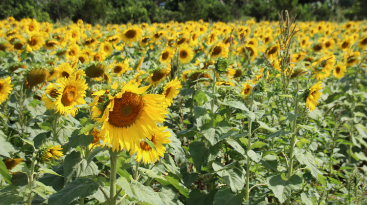 Produção de flores associada ao turismo é opção de renda na área rural do DF