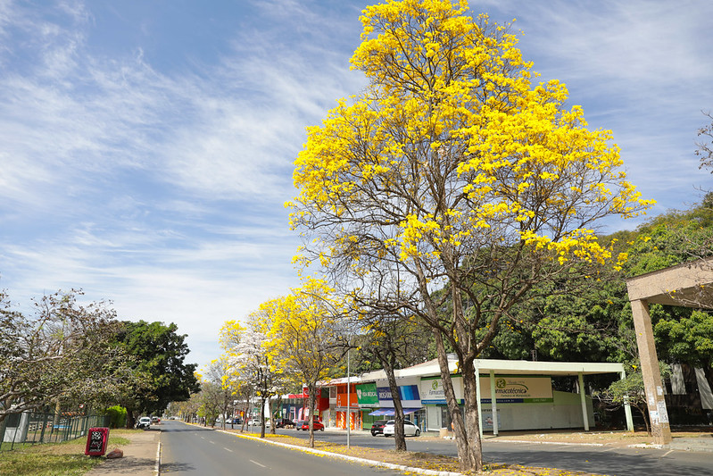 Começa a temporada dos ipês amarelos no Distrito Federal