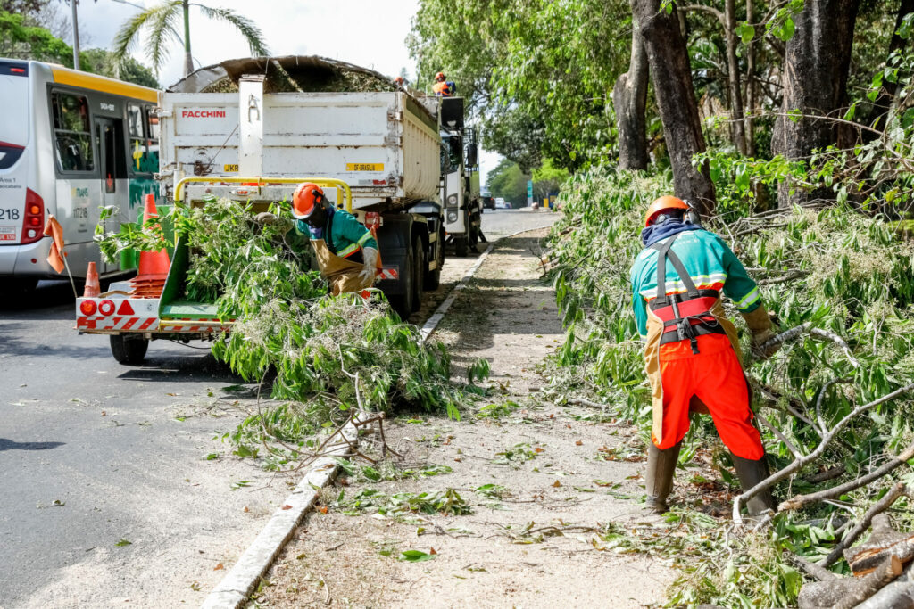DF teve mais de 60 mil podas de árvores nos primeiros seis meses do ano