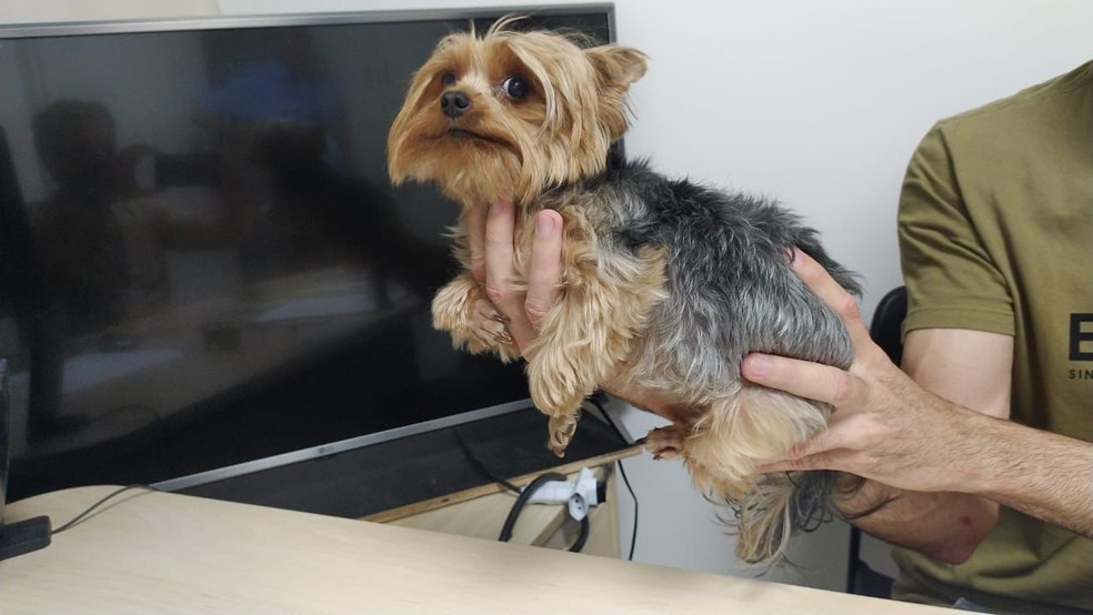 Cadela roubada em Brasília é resgatada pela Polícia Federal, em João Pessoa