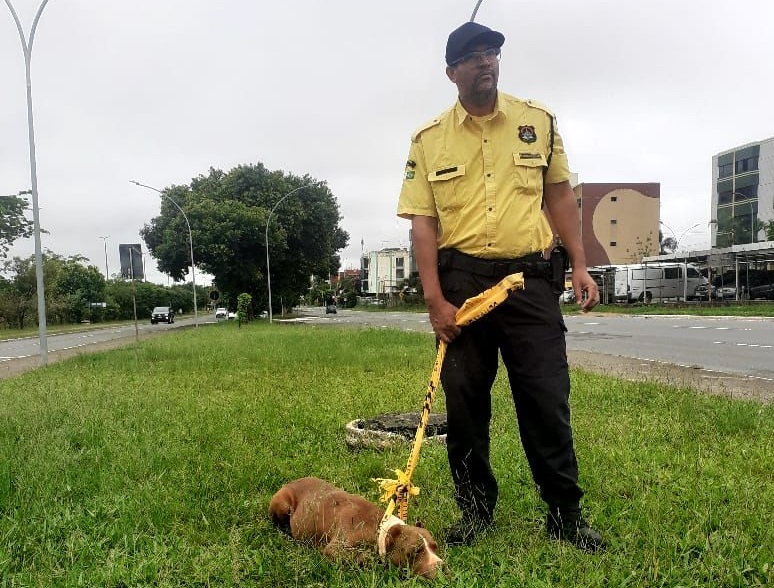 Agentes do Detran-DF resgatam PitBull que estava solto em Taguatinga