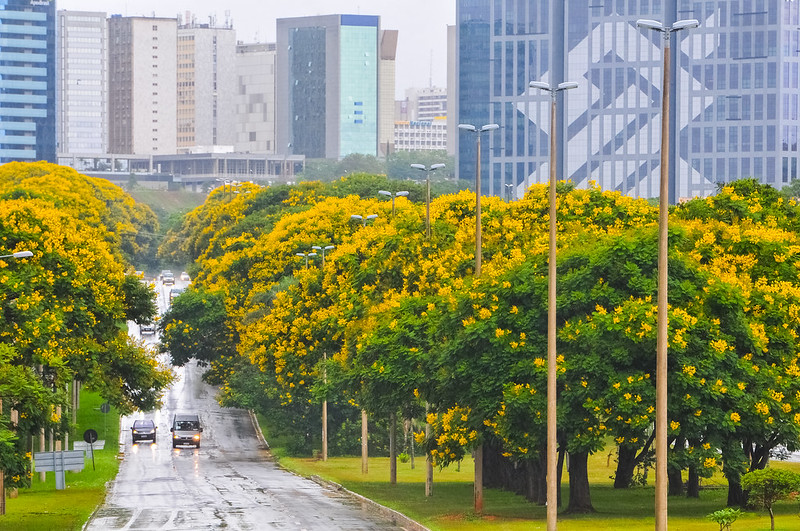Jardim monumental: veja as espécies que colorem o DF durante o ano
