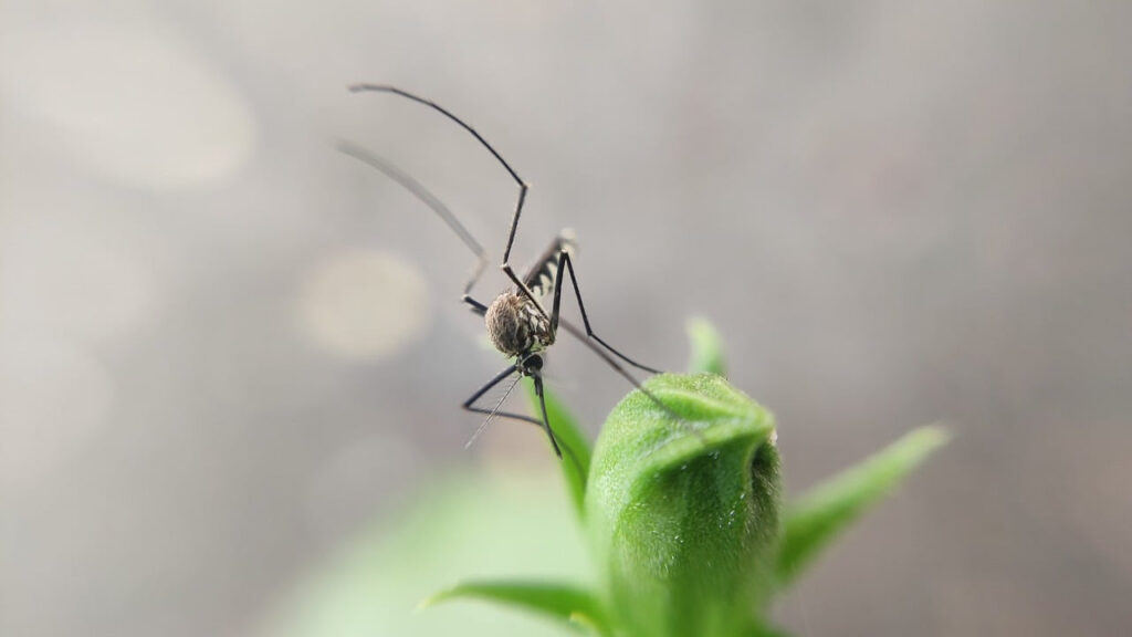 Período chuvoso no DF exige atenção redobrada contra a dengue