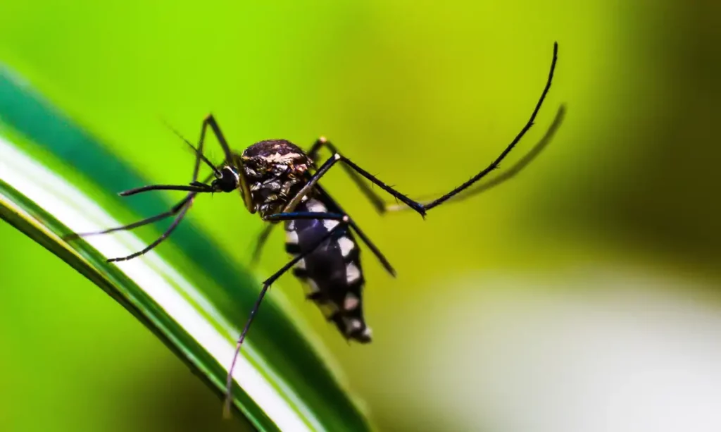 Força-tarefa de combate à dengue no DF ultrapassa 2,3 mil ações em cinco meses