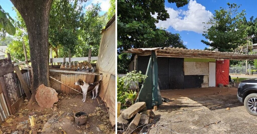 Polícia Civil do DF resgata cão abandonado em quiosque no SAAN