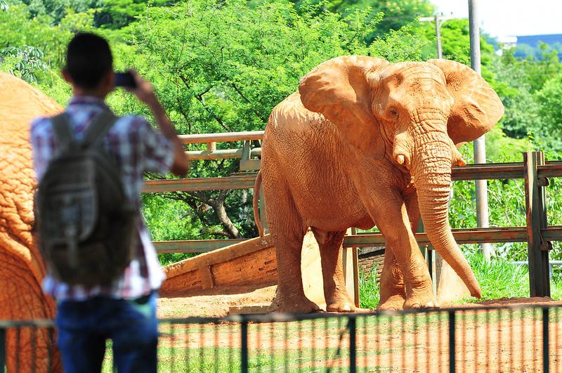 Zoológico de Brasília comemora 68 anos com programação gratuita