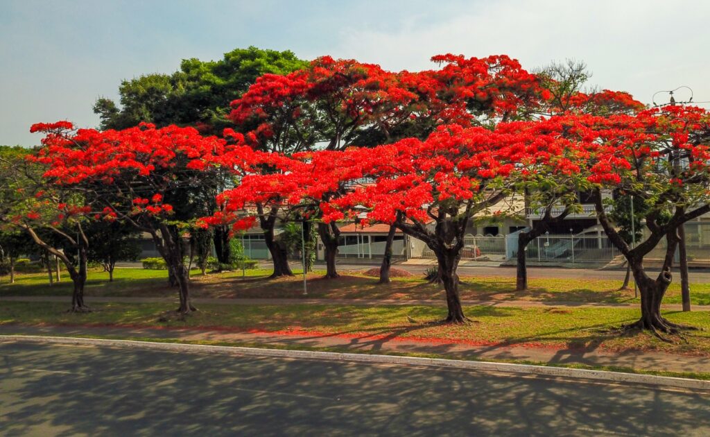 Primavera chega com a floração de muitas espécies no Distrito Federal