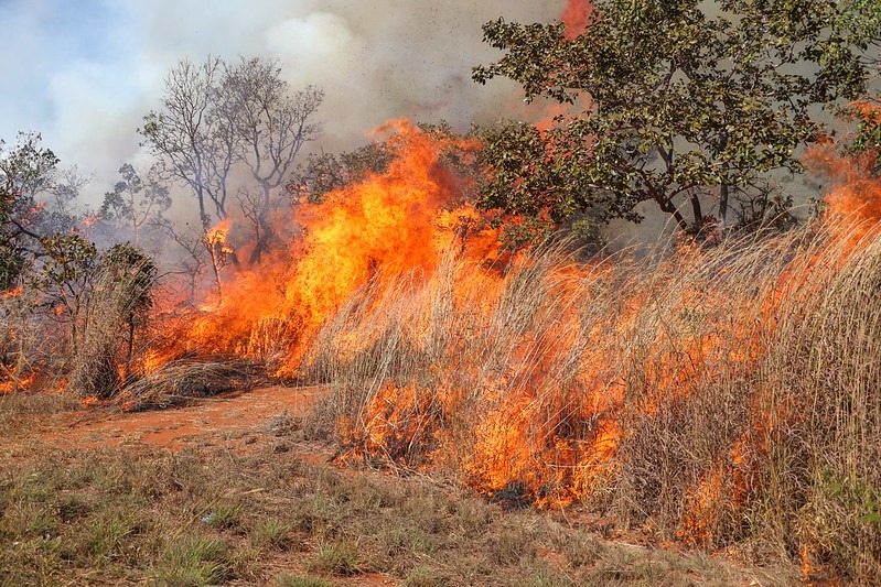 Fórum do DF debate prevenção e combate aos incêndios florestais