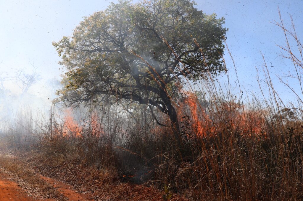 Força-tarefa mobiliza 150 pessoas para conter incêndio na Floresta Nacional