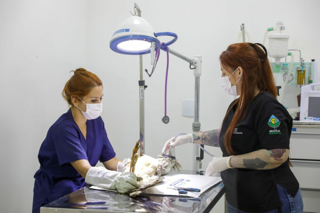 Hospital para animais silvestres no DF ultrapassa mil atendimentos em oito meses