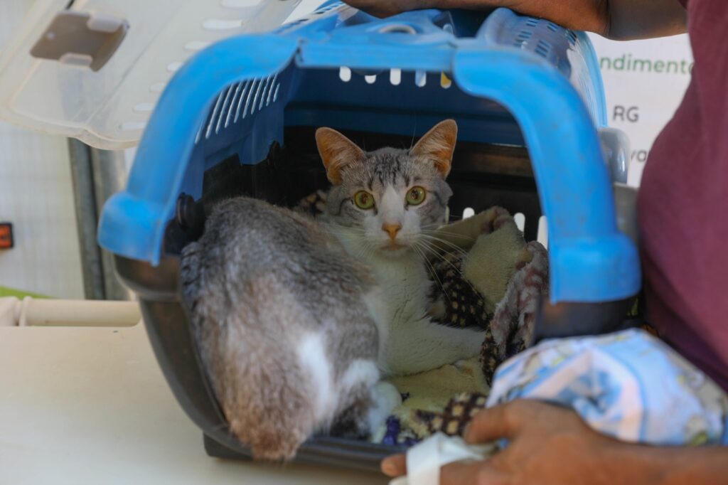 Sepan-DF abre 588 vagas para castração gratuita de cães e gatos