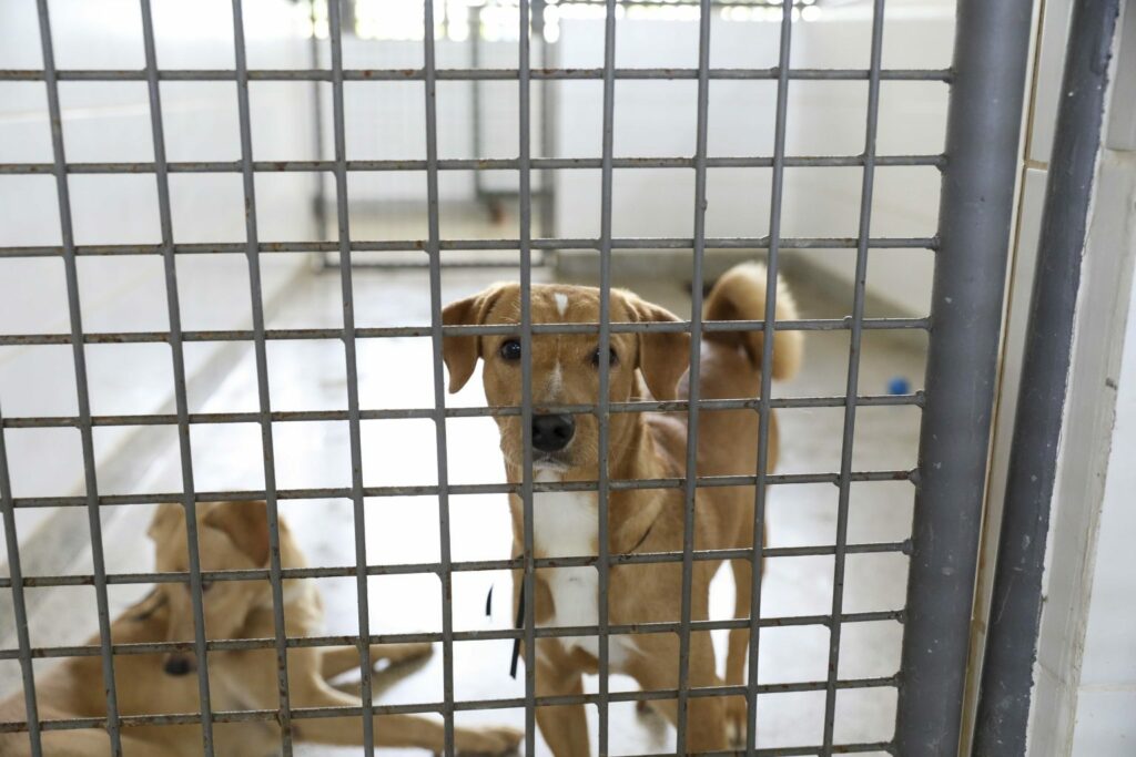 SES-DF disponibiliza 17 cães para adoção responsável